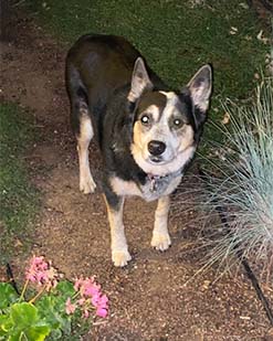 Sheepdog mix