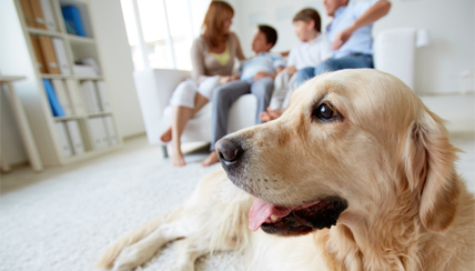 dog sitting with family