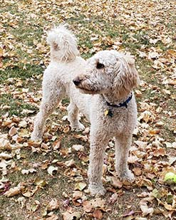 White schnoodle